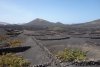 Grape vines in Lanzarote